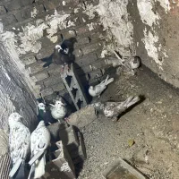۱۰تا کفت ساعتی سالم فوری