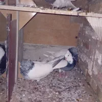 کبوتر|پرنده|گنبد کاووس, |دیوار