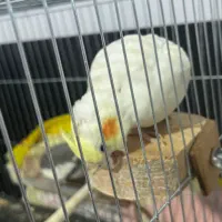 جوجه عروس هلندی