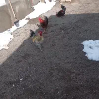 خروس‌محلی‌