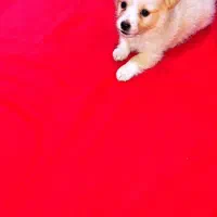 واگذاری توله سگ کوچولو