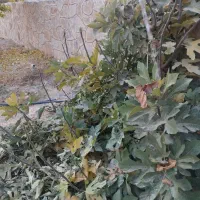 ۱۷۲ متر زمین غلفتی ده غیبی امامرضا ۱۸