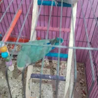 طوطی کوتوله برزیلی .کوهچنار