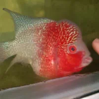 فلاور تایلندی