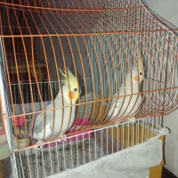 عروس هلندی یک جفت نر ماده