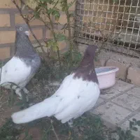 کبوترکله سرخ