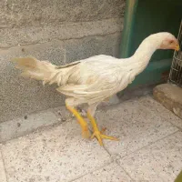 لاری افغان ی تیغ سفید|حیوانات مزرعه|مشهد, بلال|دیوار
