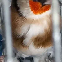 سهره جفتی تضمینی زنگی خون