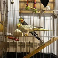 عروس هلندی نروماده همراه جوجه تازه بدنیا آمده