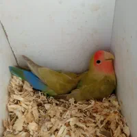 طوطی برزیلی جفت|پرنده|گلبهار, شهر جدید گلبهار|دیوار