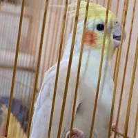 یه جفت عروس هلندی خاص|پرنده|نورآباد ممسنی, |دیوار