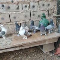 کبوتر بلژیکی