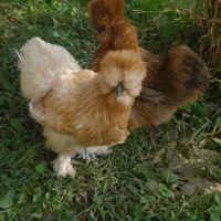 مرغ ابریشمی اصلی|حیوانات مزرعه|شهریار, شهریار|دیوار