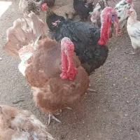 گوشت تازه بوقلمون