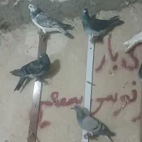 آلمانی بوم