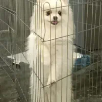 گمشده