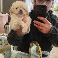 امپریال مالتیز|سگ|رشت, دیلمان|دیوار