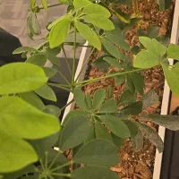 باغبانی نوین