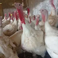 گوشت بوقلمون تازه