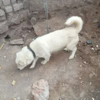 دوعددسگ ژرمن وپاکوتاه