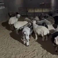 بره نر و ماده درجه یک|حیوانات مزرعه|زارچ, |دیوار