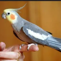 عروس هلندی نر مولد  سخنگو