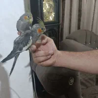 دوتاجوجه عروس هلندی کاملاسرحال