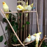 طوطی کوتوله عروس هلندی لوتینو زعفرانی