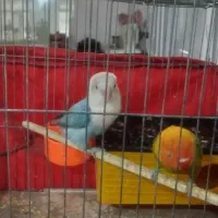 طوطی برزیلی|پرنده|دهگلان, |دیوار