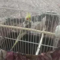 پرنده|پرنده|اقبالیه, |دیوار