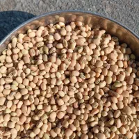 لوبیا پلویی  لرستان