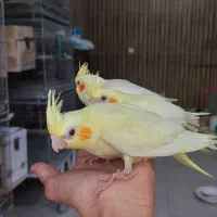 جوجه عروس هلندی سرلاکی و دونخور دستی|پرنده|امیدیه, |دیوار