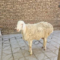 قوچ چینی|حیوانات مزرعه|کاخک, |دیوار