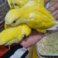 راهب در رنگهای مختلف سرلاکی و دانخور فروشگاه شاپرک