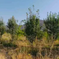 فروش باغ خان زنیان چراب قلندری|فروش زمین و ملک کلنگی|ارژن, |دیوار