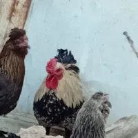 مرغ و خروس محلی اصل|حیوانات مزرعه|کوه چنار, |دیوار