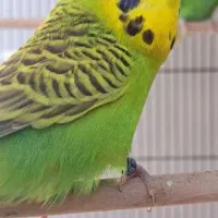 مرغ عشق انگلیسی حلقه پا نر