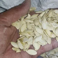 تخم کدو|خوردنی و آشامیدنی|اصفهان, امین‌آباد|دیوار