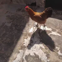 مرغ تخمگذار