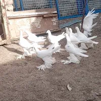 کبوتر اوجا پارپاری