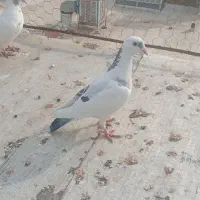 کبوتر  فروشی غریب گیری قیمت مقطوع|پرنده|هشتگرد, شهرک راه آهن|دیوار