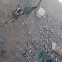 سگ پژدر