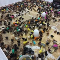 جوجه محلی ورنگی