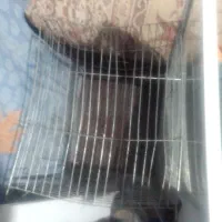 رینگ قفس میله بارفیکس باند|تجهیزات ورزشی|گلبهار, شهر جدید گلبهار|دیوار