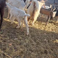 بز ومیش|حیوانات مزرعه|مهریز, |دیوار