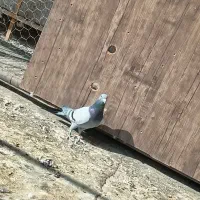 کفتر پلاکی اصل|پرنده|قرچک, قشلاق جیتو|دیوار