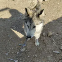 سگ هاسکی نر|سگ|کرمانشاه, |دیوار