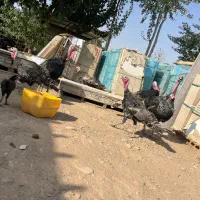 بوقلمون نرماده (با سگ خوب ادم گیر طاق میزنم )|حیوانات مزرعه|قزوین, |دیوار