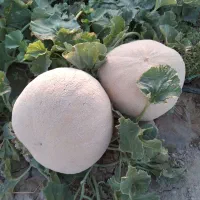 سلام تخمه گرمک درجه یک بذری برای کاشتن