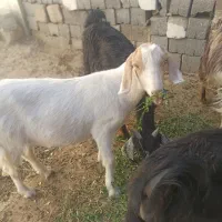 بز نژاد دار
